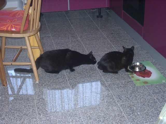 KatersGarten276.jpg