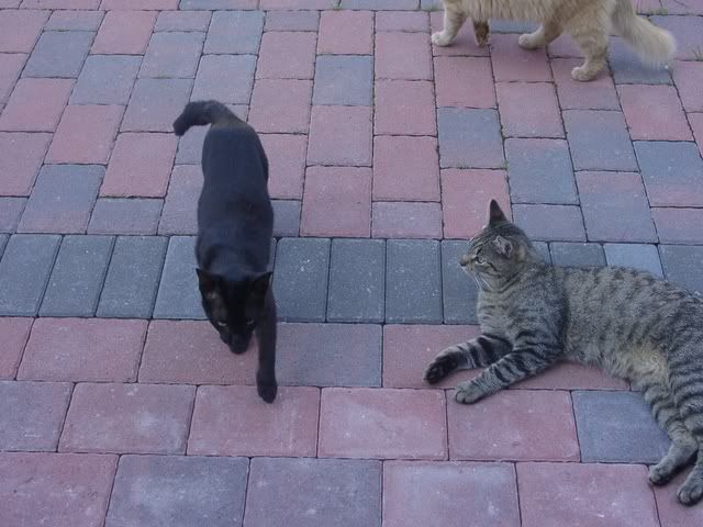 KatersGarten307.jpg
