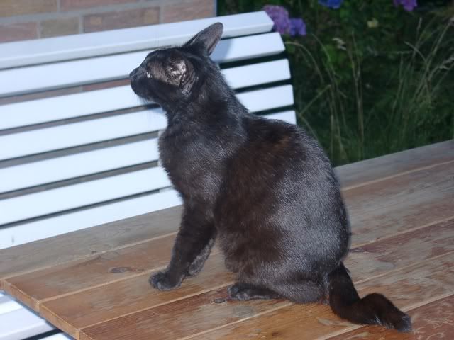 KatersGarten312.jpg