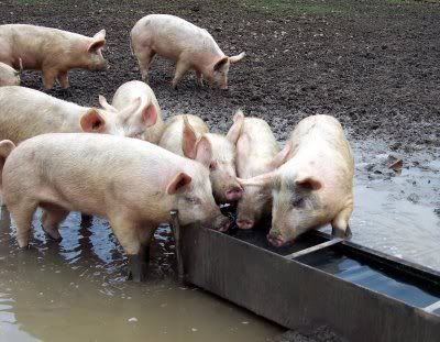 Hog Feeding