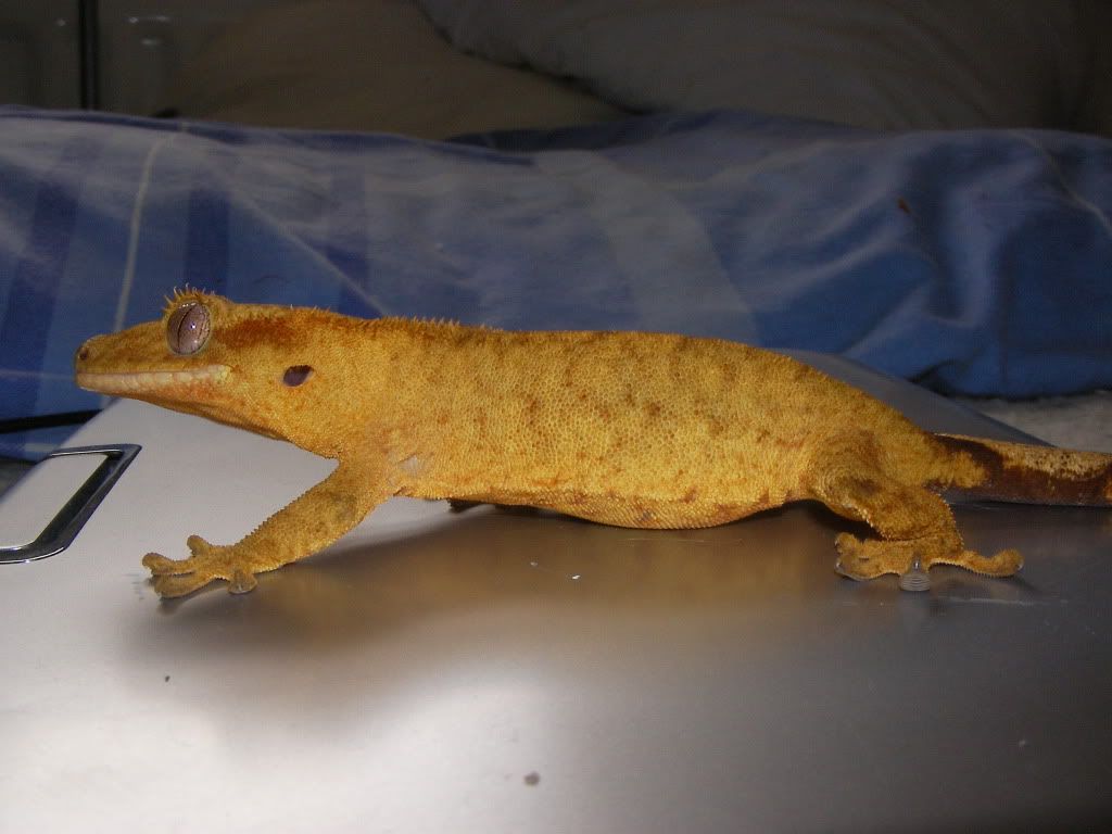 SANY0927.jpg