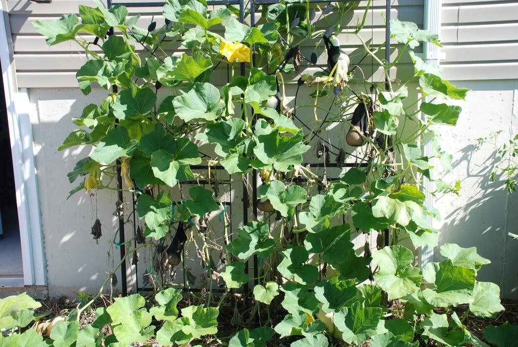 squash vines are dying how to salvage??