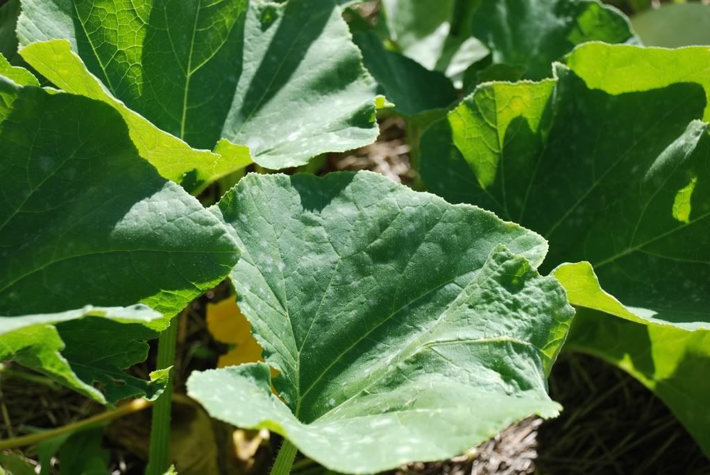 squash vines are dying how to salvage??