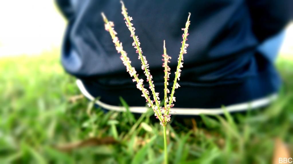 Tập tành chụp ảnh ^__^ - 5