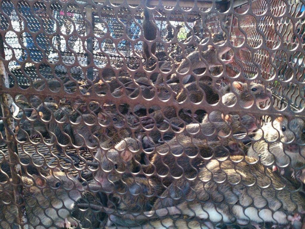 Vừa xơi chuột đồng xong [ Cận cảnh mần chuột :v ] - 1