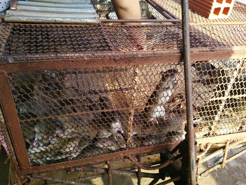 Vừa xơi chuột đồng xong [ Cận cảnh mần chuột :v ] - 2