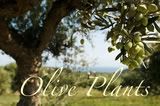 Olive Plants