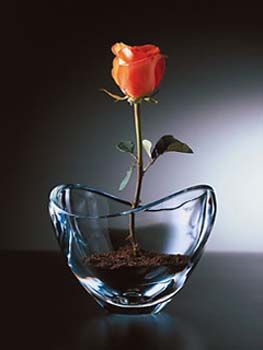 beautiful rose photo: beautiful rose-1.jpg