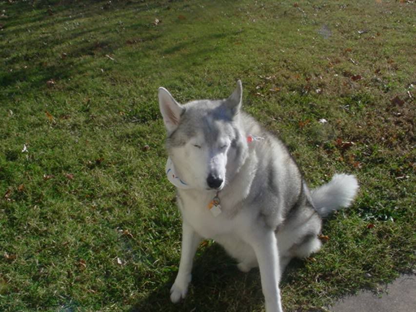 Should You Kick Your Dog Out of Bed Tonight?