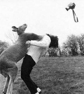 kangaroopwnage.jpg