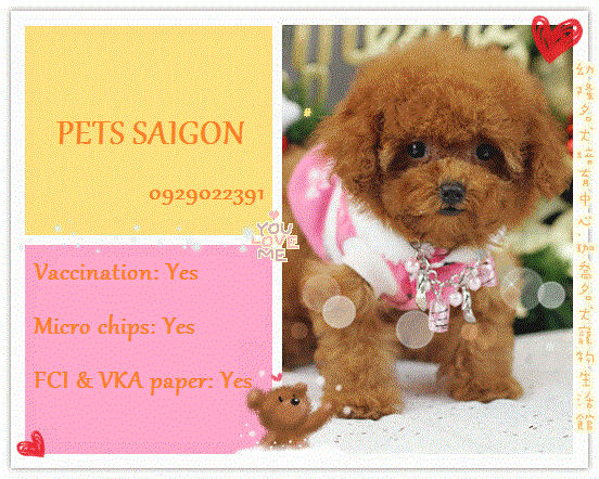 HCM-Pets Saigon tìm chủ cho rất nhiều bé Shihtzu Yorksire và Poodle tất cả các size! - 2