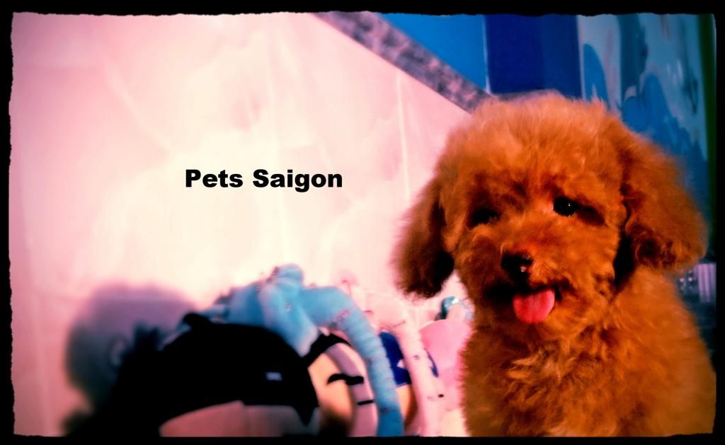 HCM- Pets Saigon sale off cuối năm Poodle có giấy FCI VKA 1200$ -> 800$  ( HOT HOT ) - 4