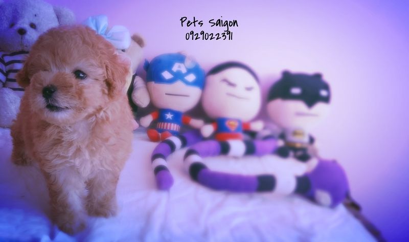 Pets Saigon cần tìm chủ cho 6 bé Poodles với giá cực sốc đây!!! - 1