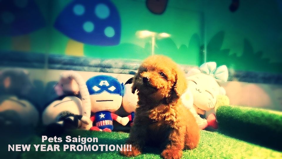 HCM- Pets Saigon sale off cuối năm Poodle có giấy FCI VKA 1200$ -> 800$  ( HOT HOT )