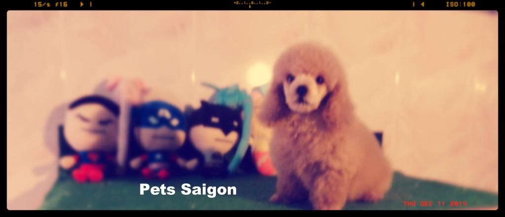 HCM- Pets Saigon sale off cuối năm Poodle có giấy FCI VKA 1200$ -> 800$  ( HOT HOT ) - 3