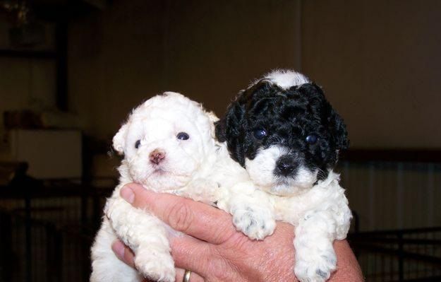 HCM-Pets Saigon tìm chủ cho rất nhiều bé Shihtzu Yorksire và Poodle tất cả các size! - 5