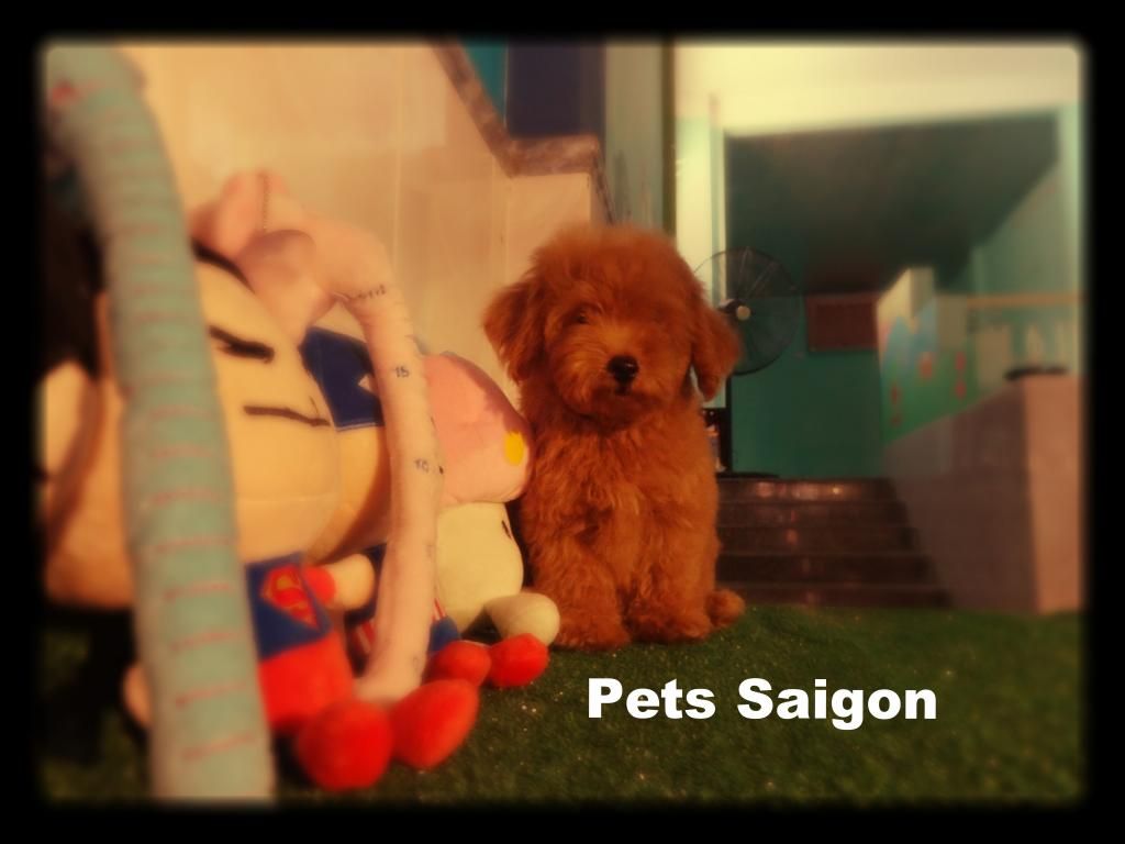 HCM- Pets Saigon sale off cuối năm Poodle có giấy FCI VKA 1200$ -> 800$  ( HOT HOT ) - 1