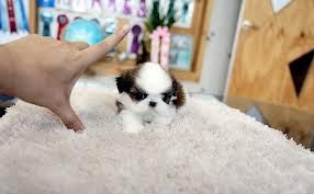 HCM-Pets Saigon tìm chủ cho rất nhiều bé Shihtzu Yorksire và Poodle tất cả các size! - 13
