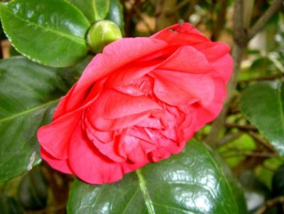 Hoa hong camelia 7