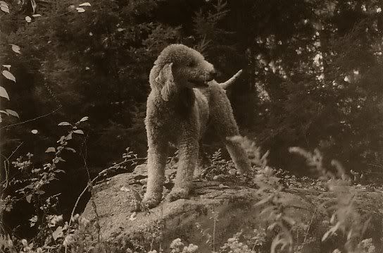 Winter Bedlington 5 Pictures, Images and Photos