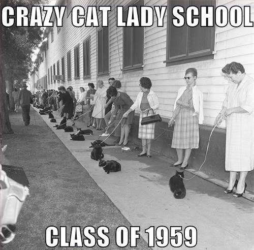 Crazy Cat Lady School Pictures, Images and Photos