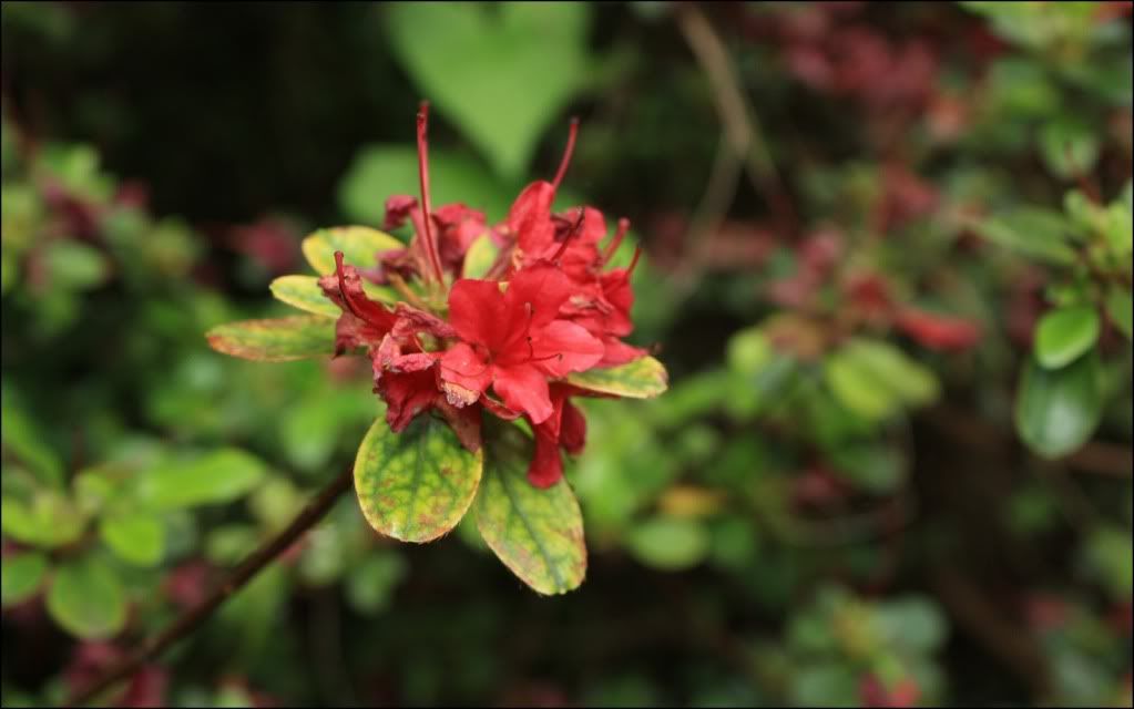 flower spring