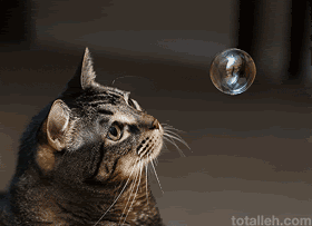 cat, bubble
