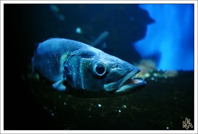 IMAGE: http://i283.photobucket.com/albums/kk294/czechcanary/Zoo/IMG_3474ss.jpg