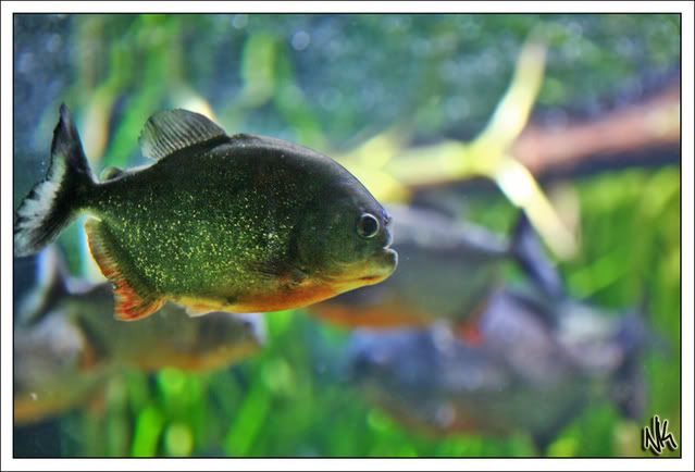 IMAGE: http://i283.photobucket.com/albums/kk294/czechcanary/Zoo/IMG_3501copy.jpg