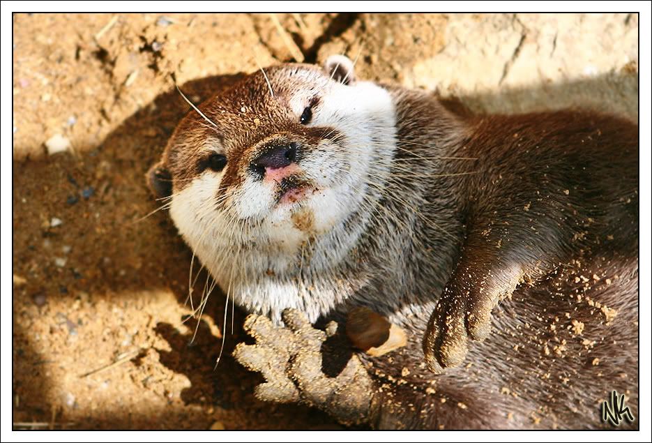 IMAGE: http://i283.photobucket.com/albums/kk294/czechcanary/Zoo/IMG_3659scopy.jpg