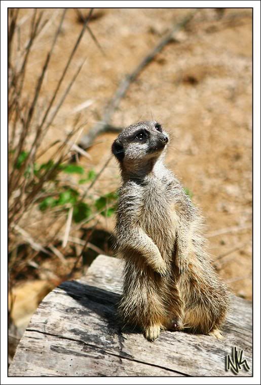 IMAGE: http://i283.photobucket.com/albums/kk294/czechcanary/Zoo/IMG_3665Z.jpg