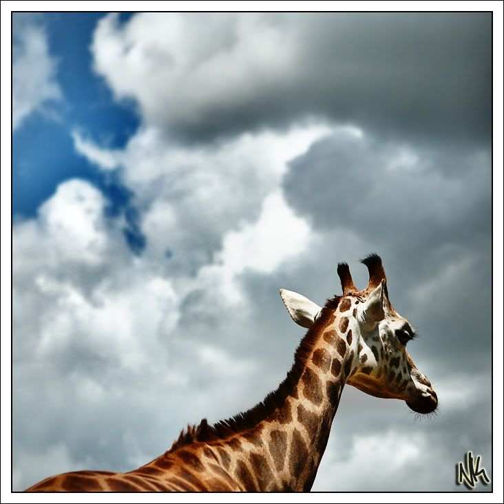 IMAGE: http://i283.photobucket.com/albums/kk294/czechcanary/Zoo/IMG_3731copy.jpg