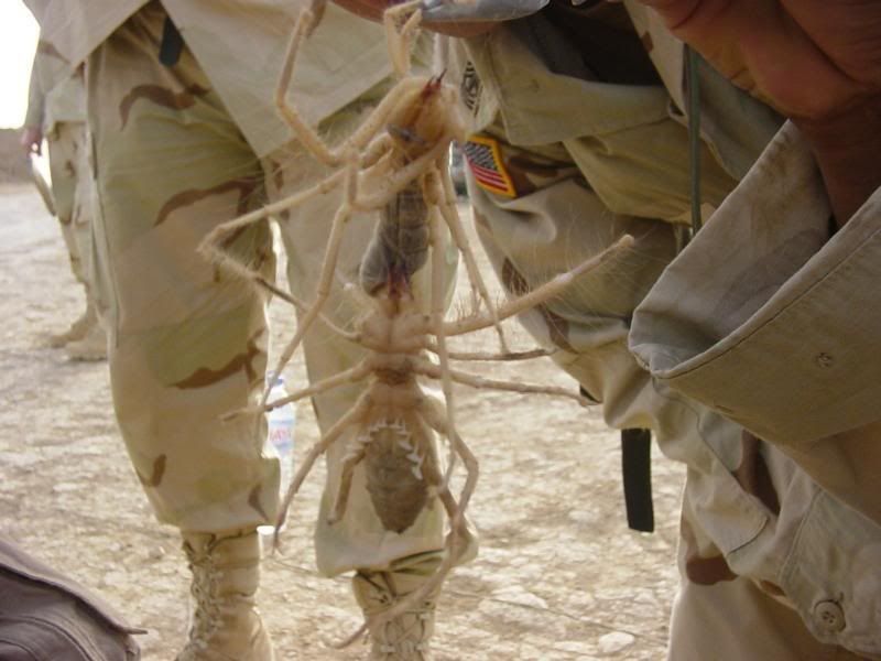 biggest camel spider in world. Two dirty great ig Camel