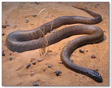 that is an inland taipan one of the most deadly