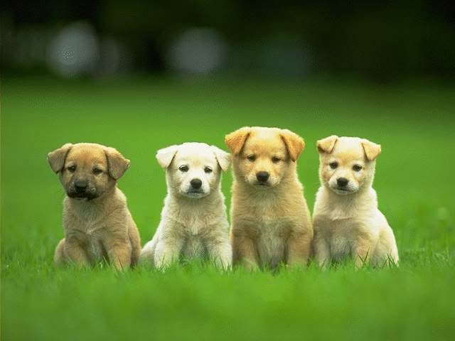 cute puppies wallpapers for mobile. free cute puppies wallpapers.
