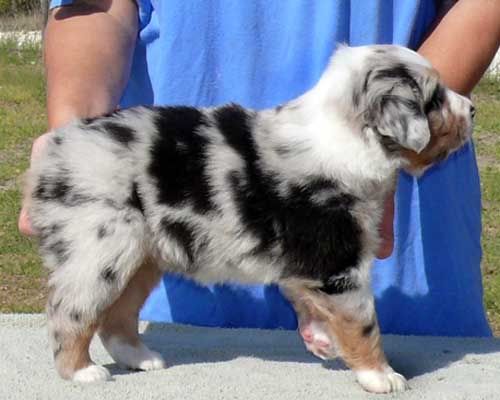 3 week old australian shepherd puppy little help people german mastiff australian shepherd which is it 3 week old australian shepherd puppy little help people german mastiff australian shepherd which is it
