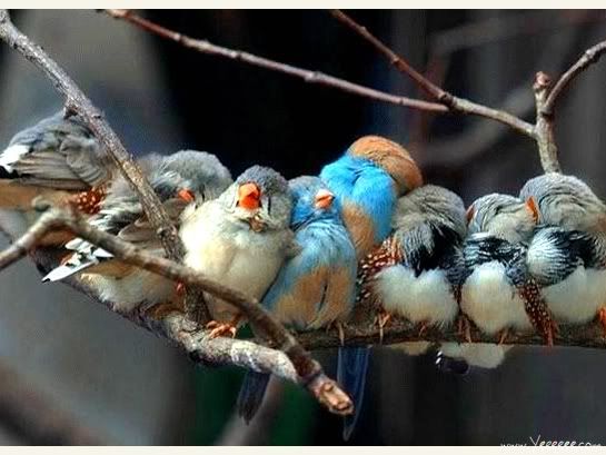 11 birds Beautiful Birds | 18 Pics