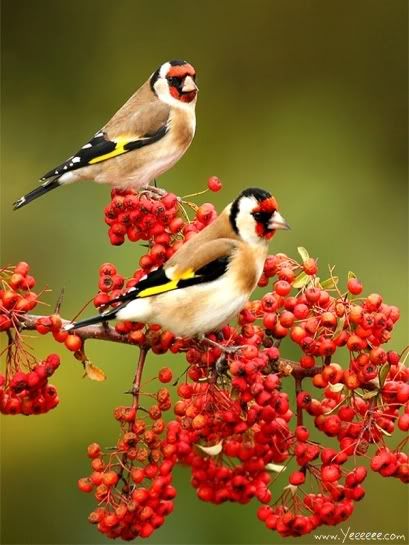 2 birds Beautiful Birds | 18 Pics