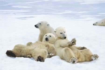 anonymous-polar-bear-playtime-48003.jpg