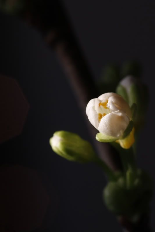 Fotografie
