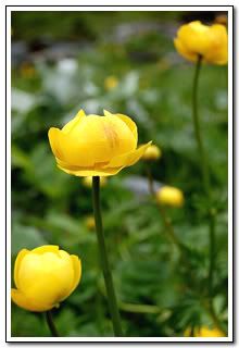 globeflower.jpg picture by youngsphoto