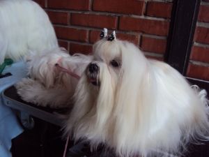 http://i283.photobucket.com/albums/kk299/ScoobuDoo/slike%20za%20sajt/39.jpg