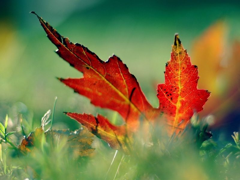  photo nature_0035_lightbox.jpg