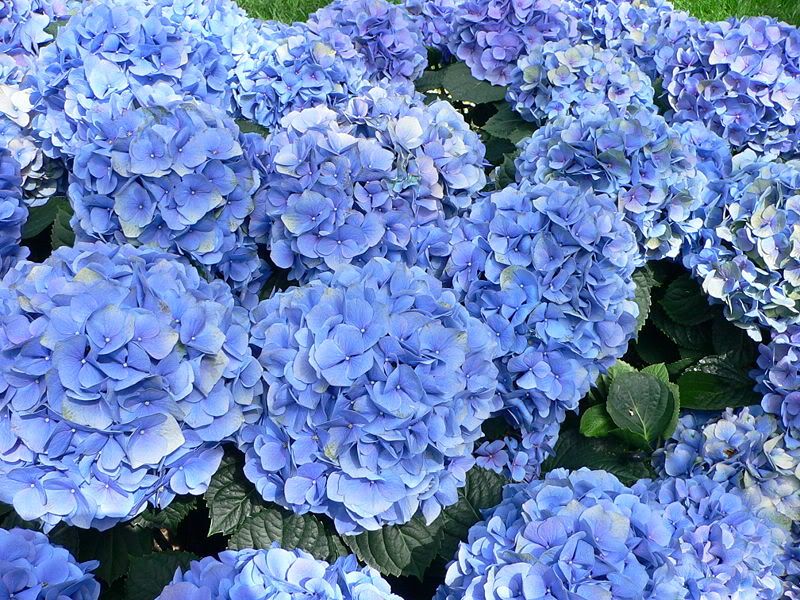 blue-hydrangea-b.jpg