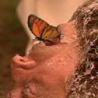 efcbutterfly.jpg
