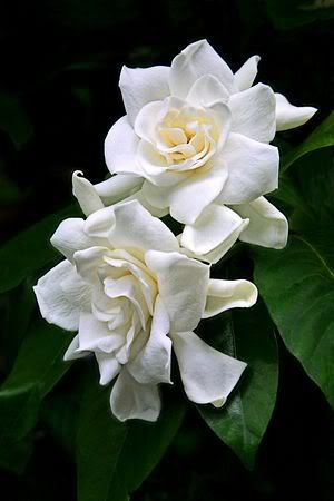 gardenias_std.jpg