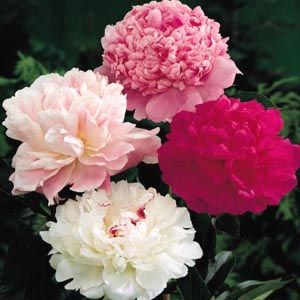 peonies.jpg