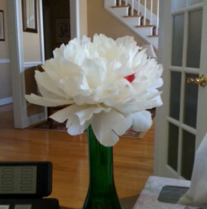 peony.jpg