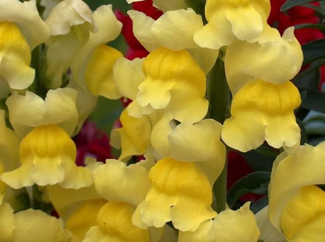 snapdragons003sized.jpg