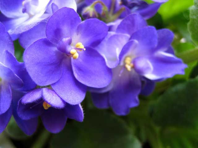 violets-susan.jpg